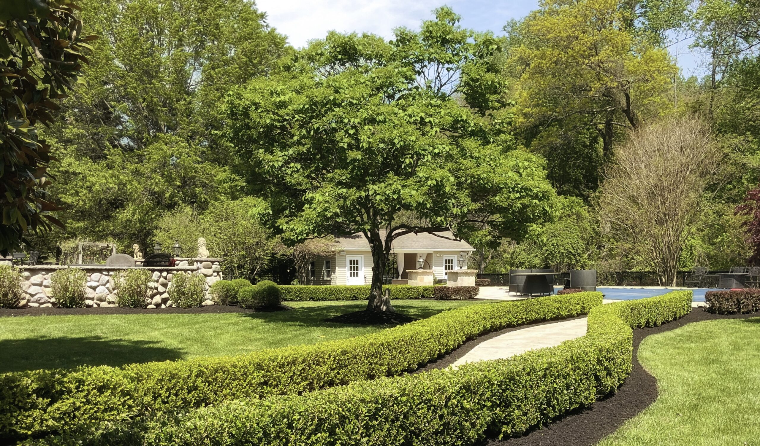 Backyard landscape with mature shade tree and manicured hedge borders around walkway in Monmouth County, NJ