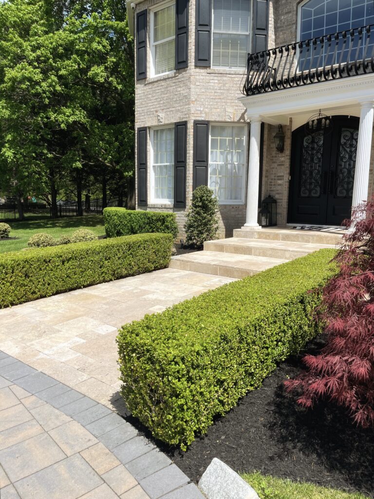 Front yard landscaping with neatly trimmed hedges and foundation plantings